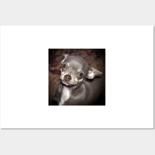 Loveable Cheeky Cute Chihuahua Face art Posters and Art